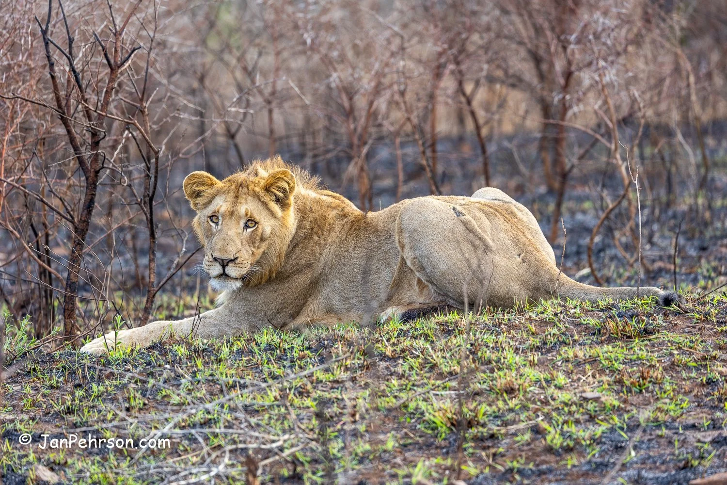 South Africa, Hluhluwe Umfolozi Park. Lion