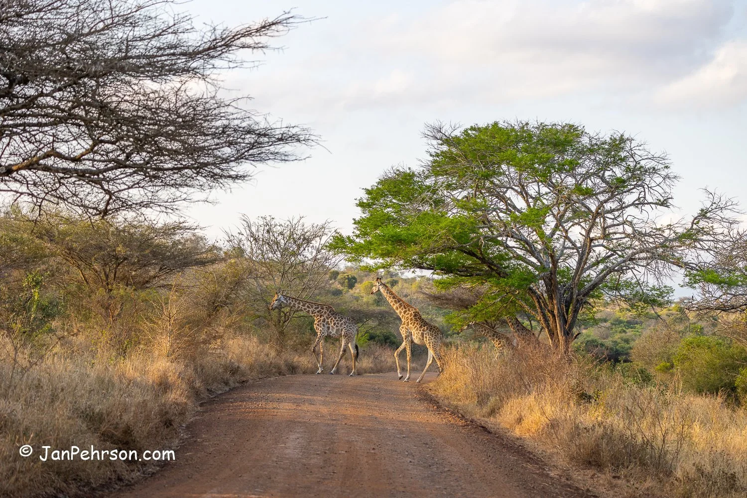 South Africa, Zulu Nyala Safari. Giraffe