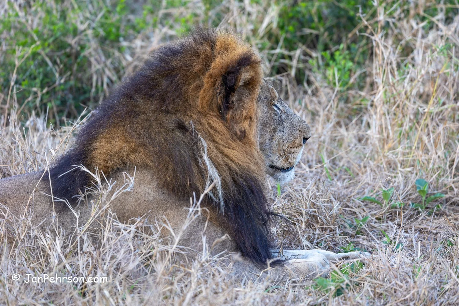South Africa, Hluhluwe Umfolozi Park. Lion
