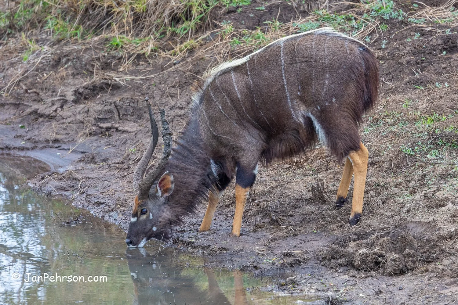 South Africa, Zulu Nyala Safari. Nyala