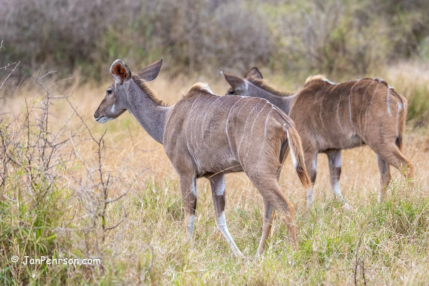 South Africa, Zulu Nyala Safari. Nyala