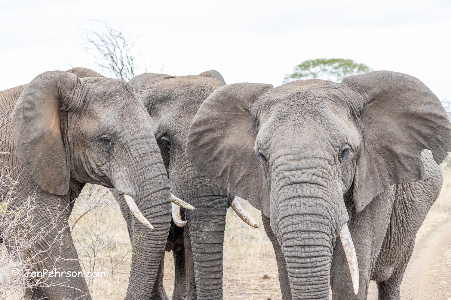 South Africa, Zulu Nyala Safari. Elephant
