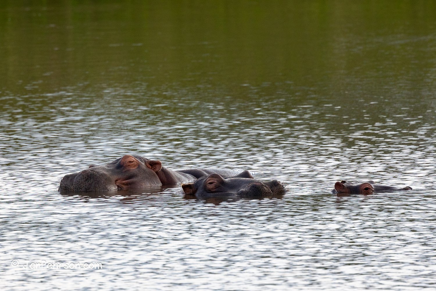 South Africa, Zulu Nyala Safari. Hippo
