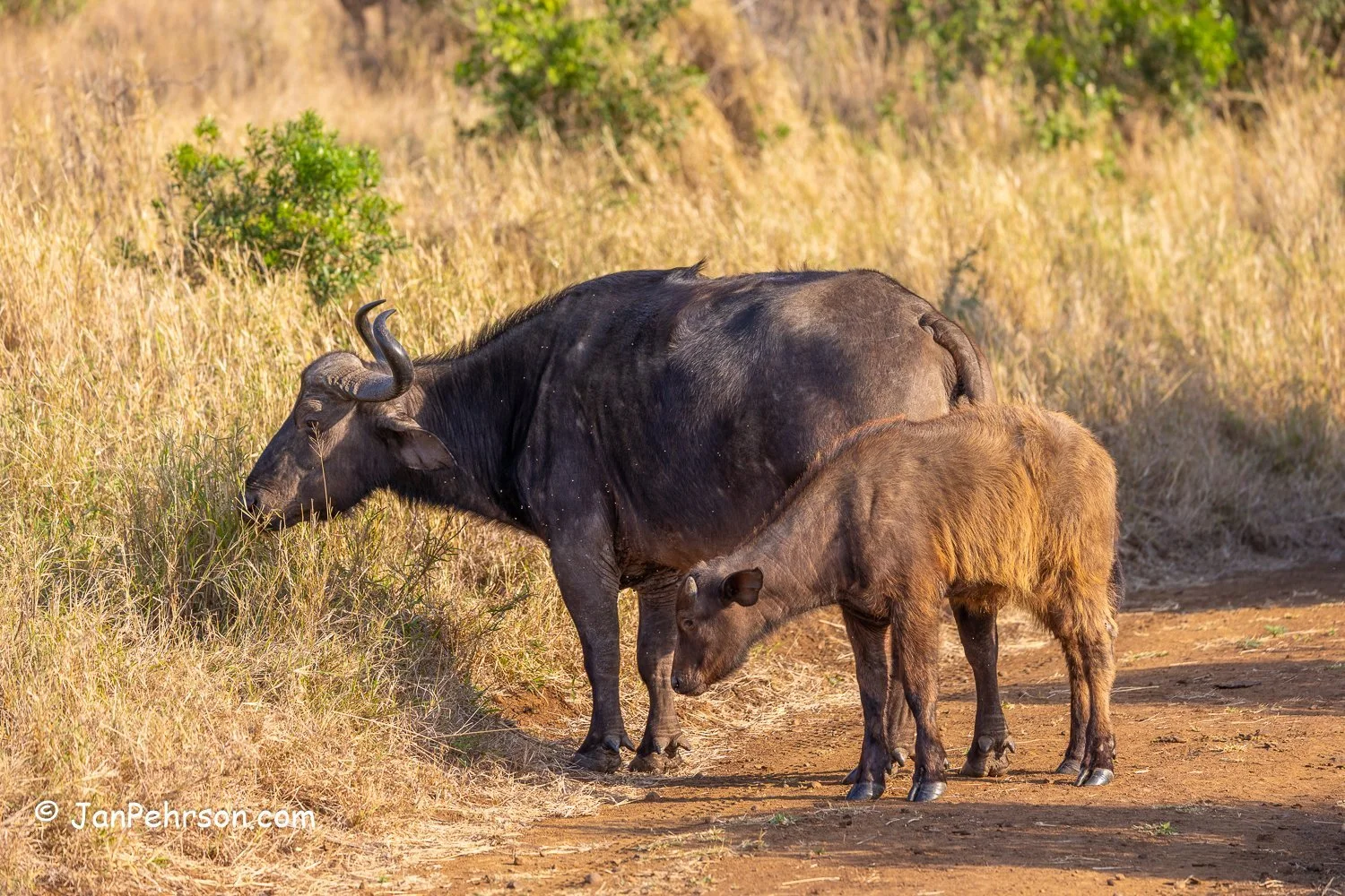 South Africa, Zulu Nyala Safari. Cape Buffalo