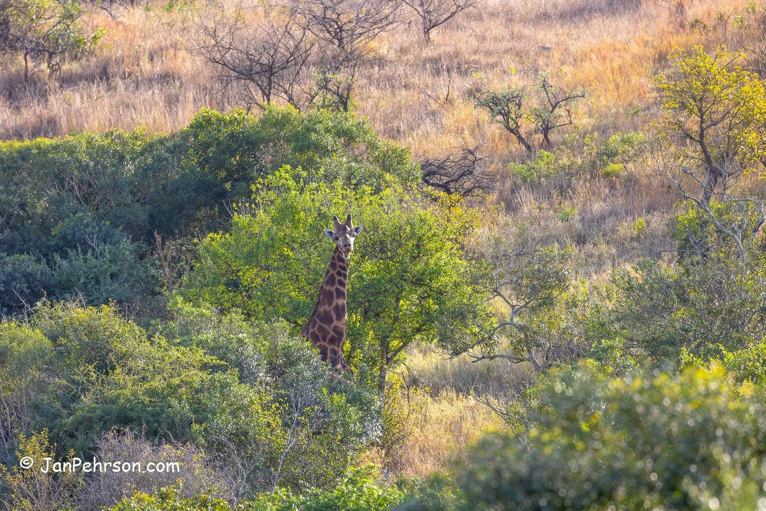 South Africa, Zulu Nyala Safari. Giraffe