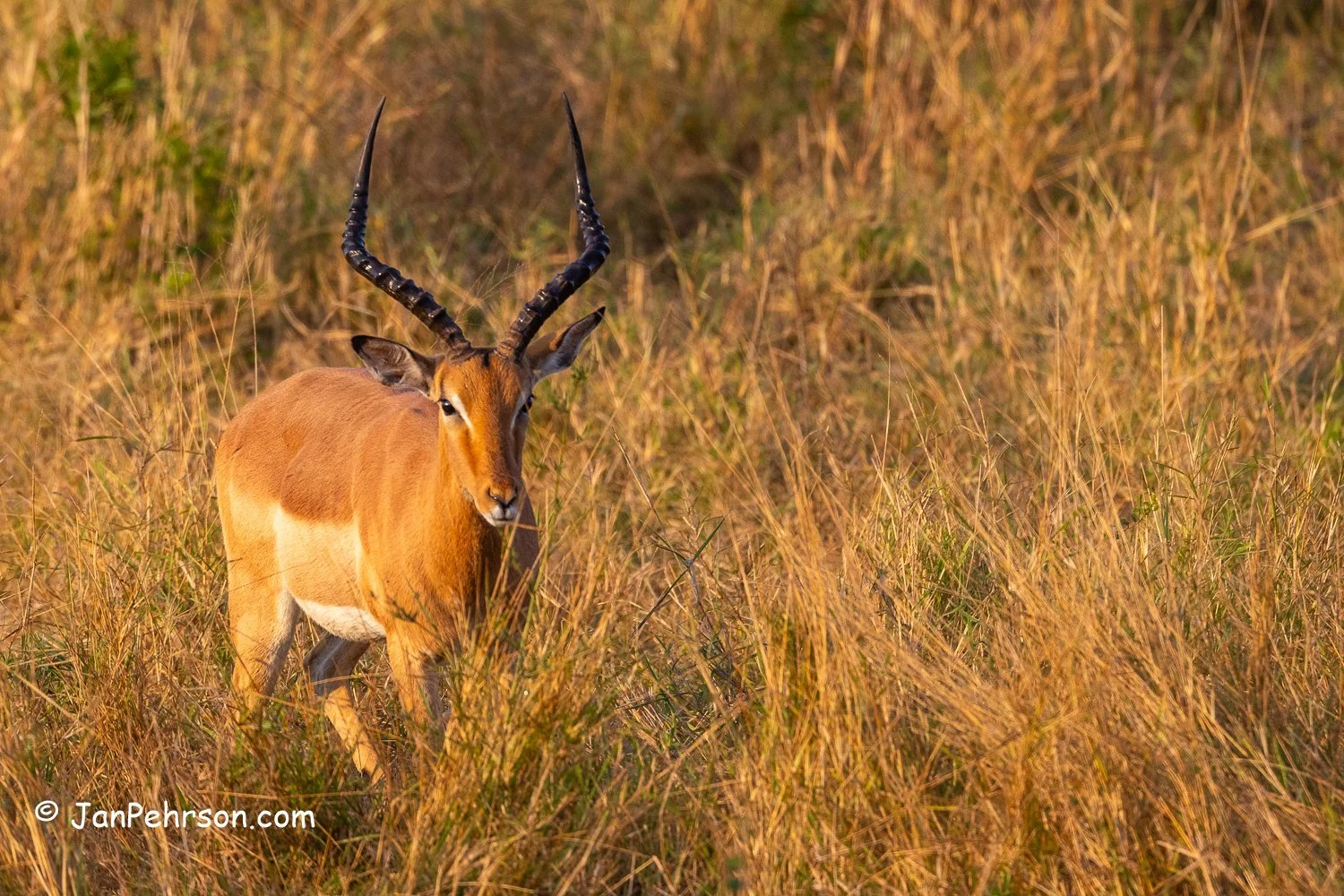 South Africa, Zulu Nyala Safari. Impala