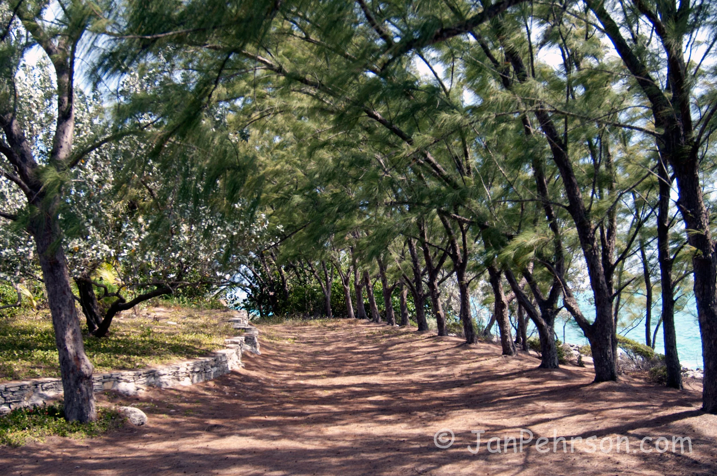 National Family Island Regatta of the Bahamas 2014 -Australian Pines at  Regatta Point, George Town, Exhumas, The Bahamas (0006)
