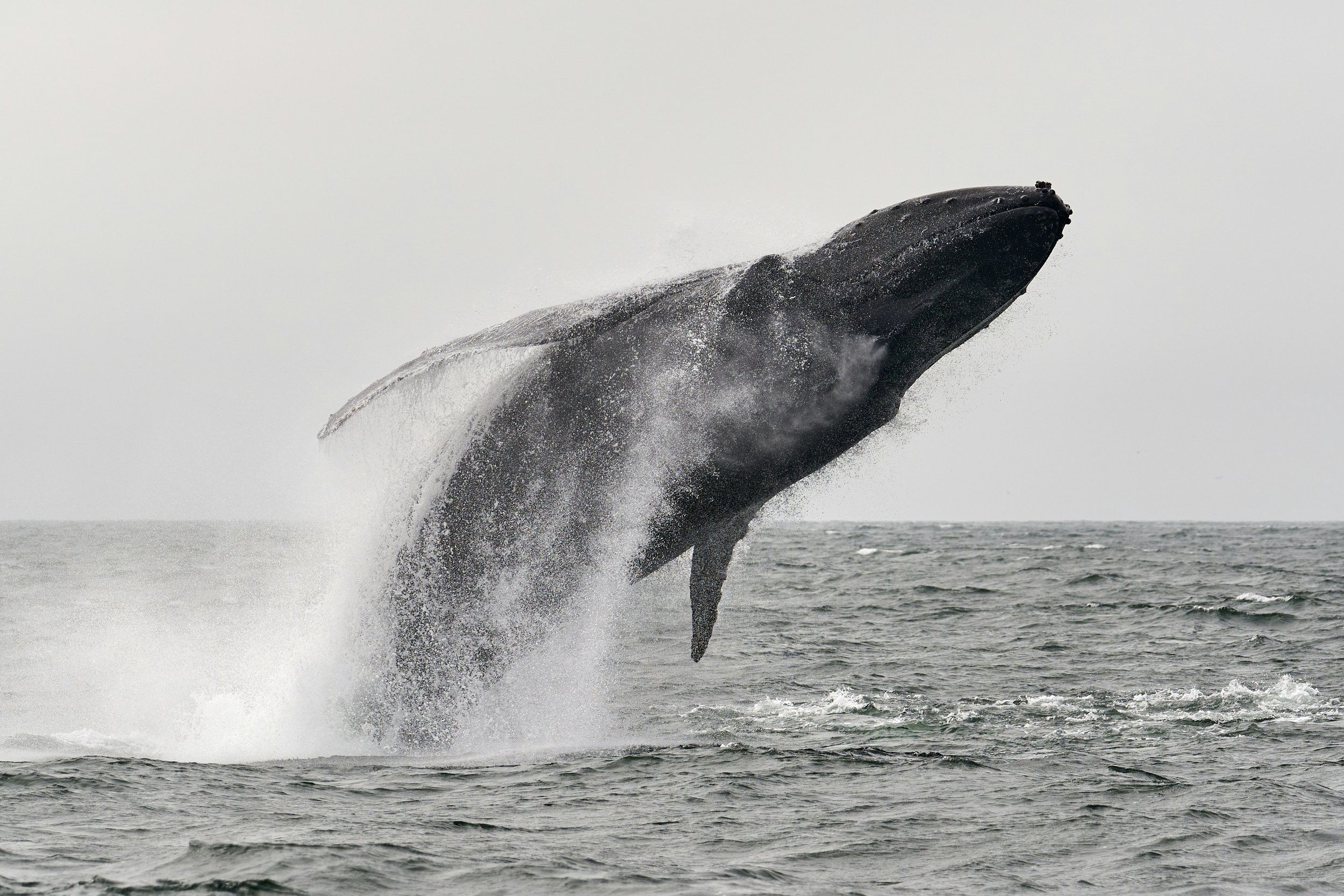 Humpback whale breaching off the coast of St Francis Bay, South Africa, near Mykonos Guest House.