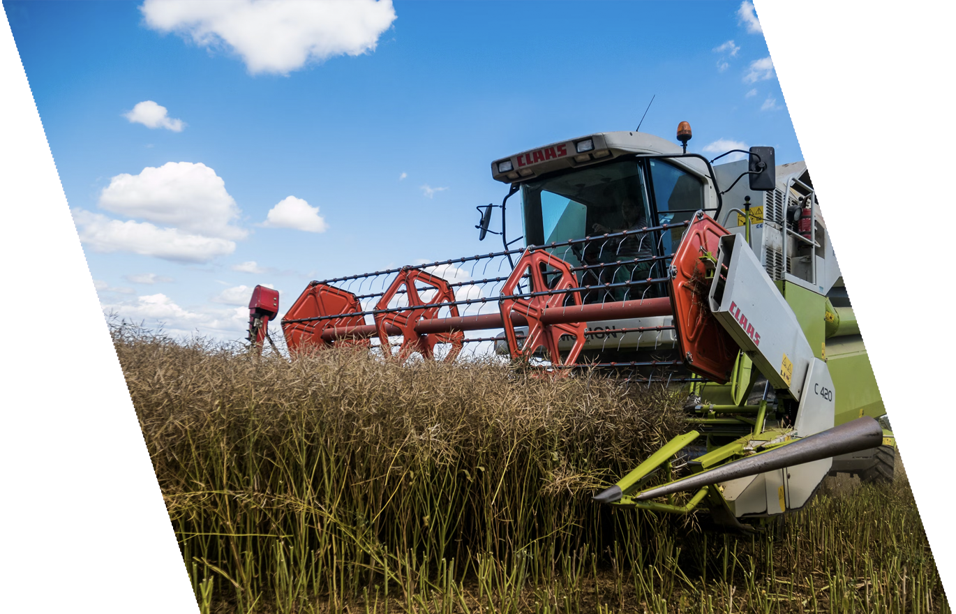 A large agricultural harvester machine working in a field of tall crops under a blue sky with some clouds.