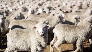 Australian Merino Wool