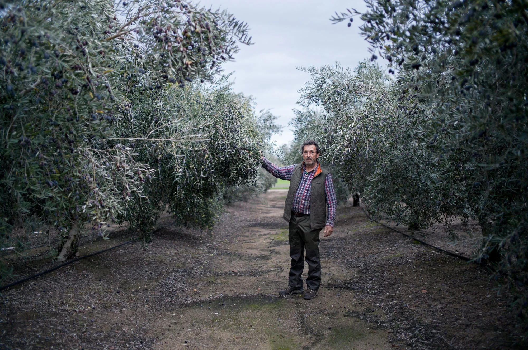 Homem em um campo de oliveiras, segurando em uma das árvores, com céu nublado ao fundo.