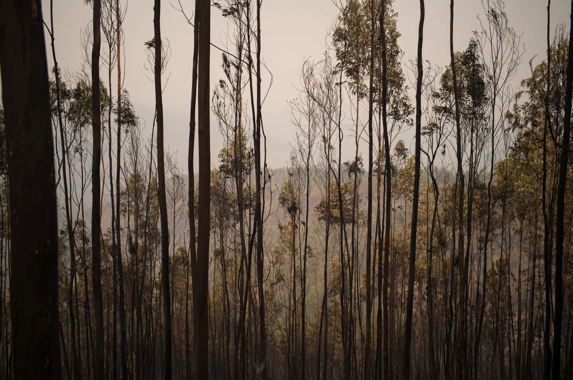 Wildfires_Portugal_Fonseca0021.jpg