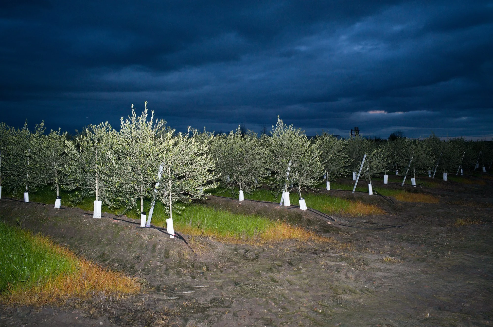 Olive_Oil_Fonseca_0015.jpg