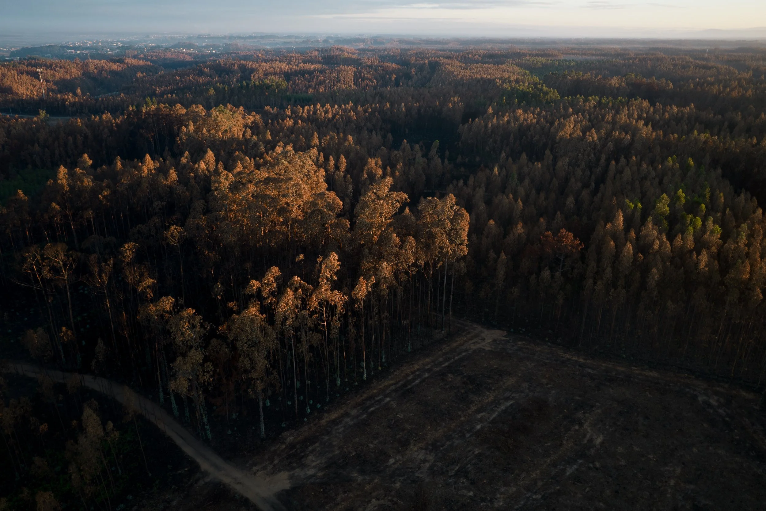 Portugal_Forest_0010.JPG