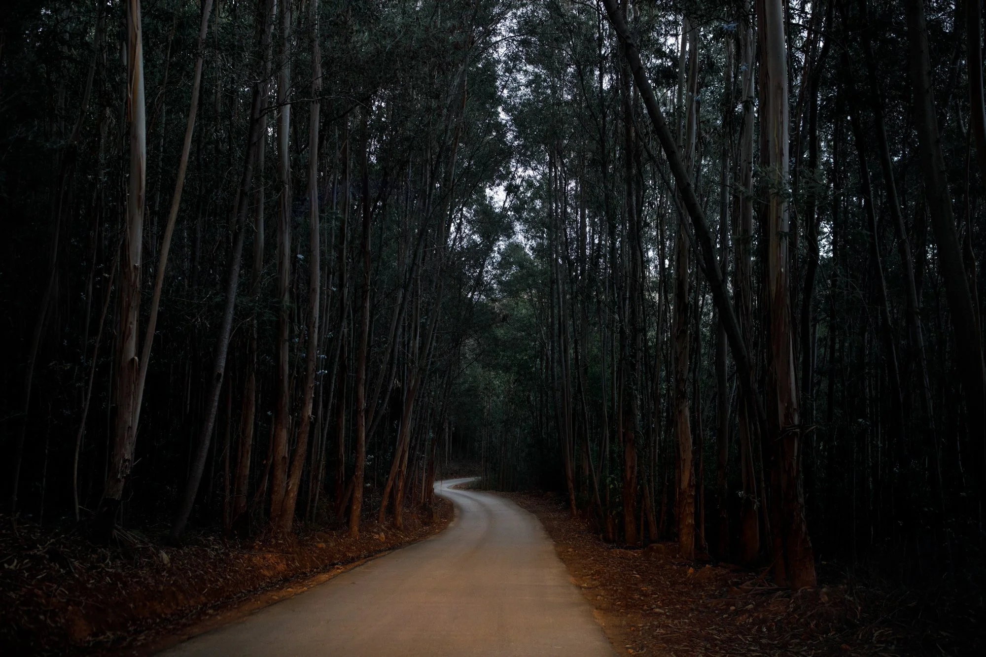 Forrest_Portugal_0049.JPG