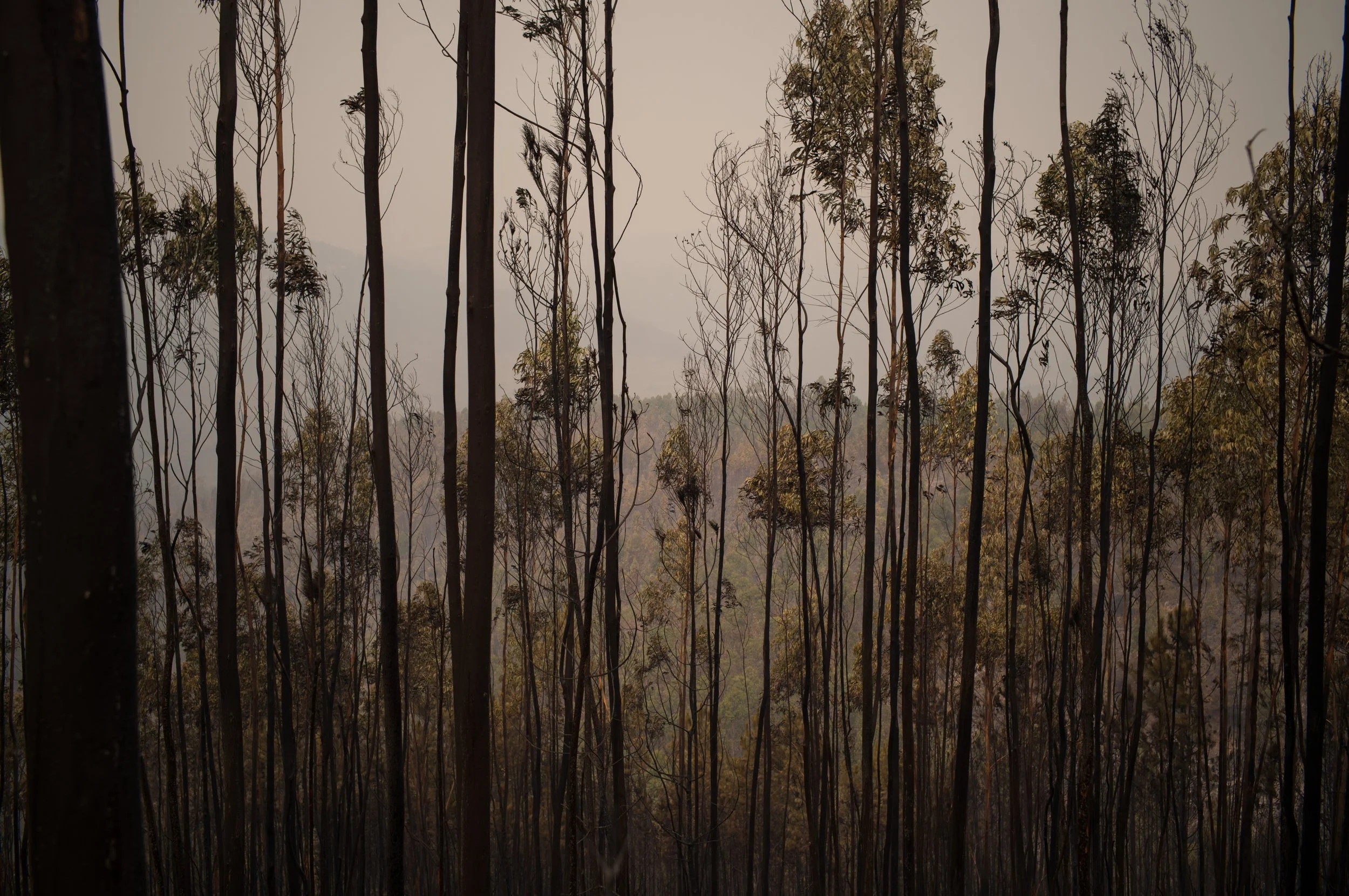Floresta com árvores altas e finas, parcialmente cobertas de fumaça ou neblina, com céu nublado.