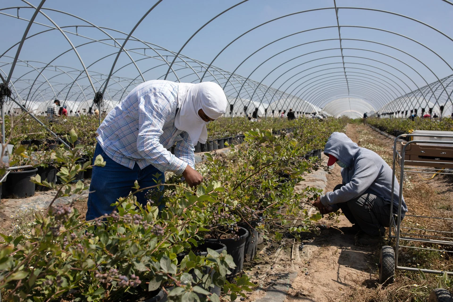 People harvesting crops in a large greenhouse with arched metal frames under a clear sky.