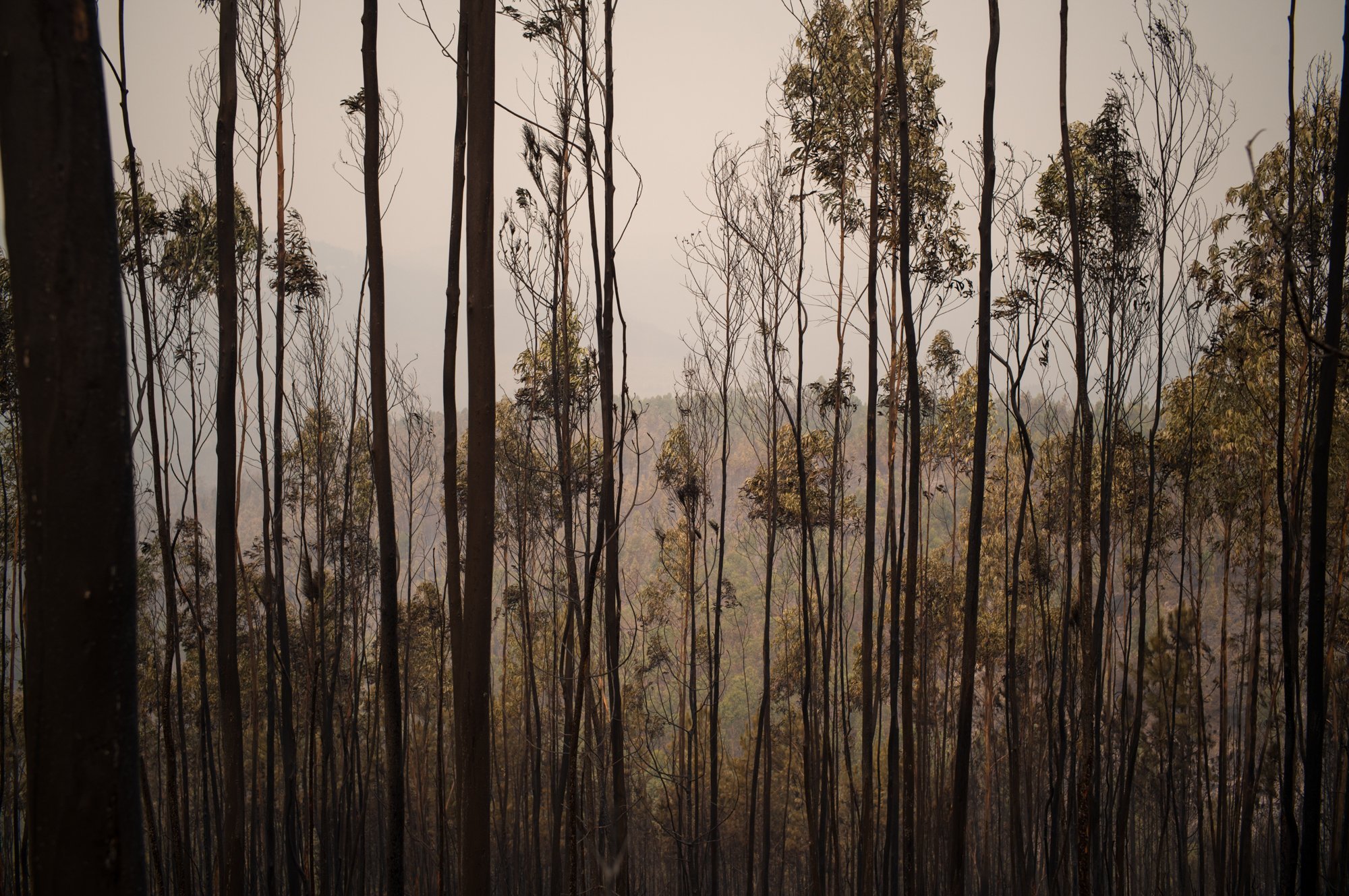 Wildfires_Portugal_Fonseca0021.jpg