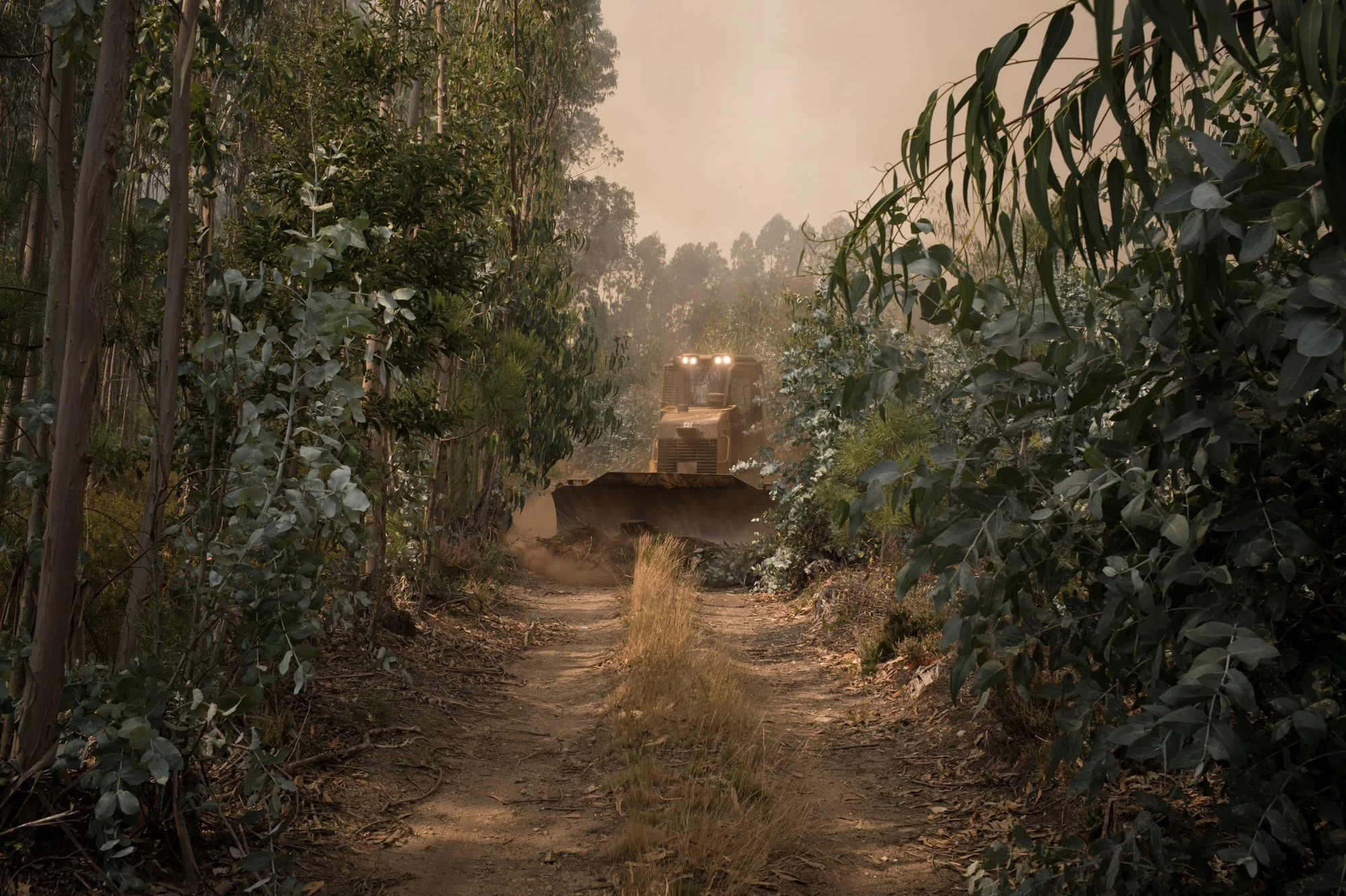 Wildfires_Portugal_Fonseca0027.jpg