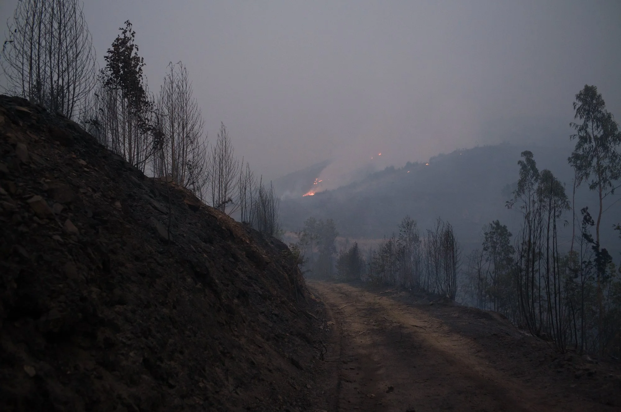 Wildfires_Portugal_Fonseca0052.jpg