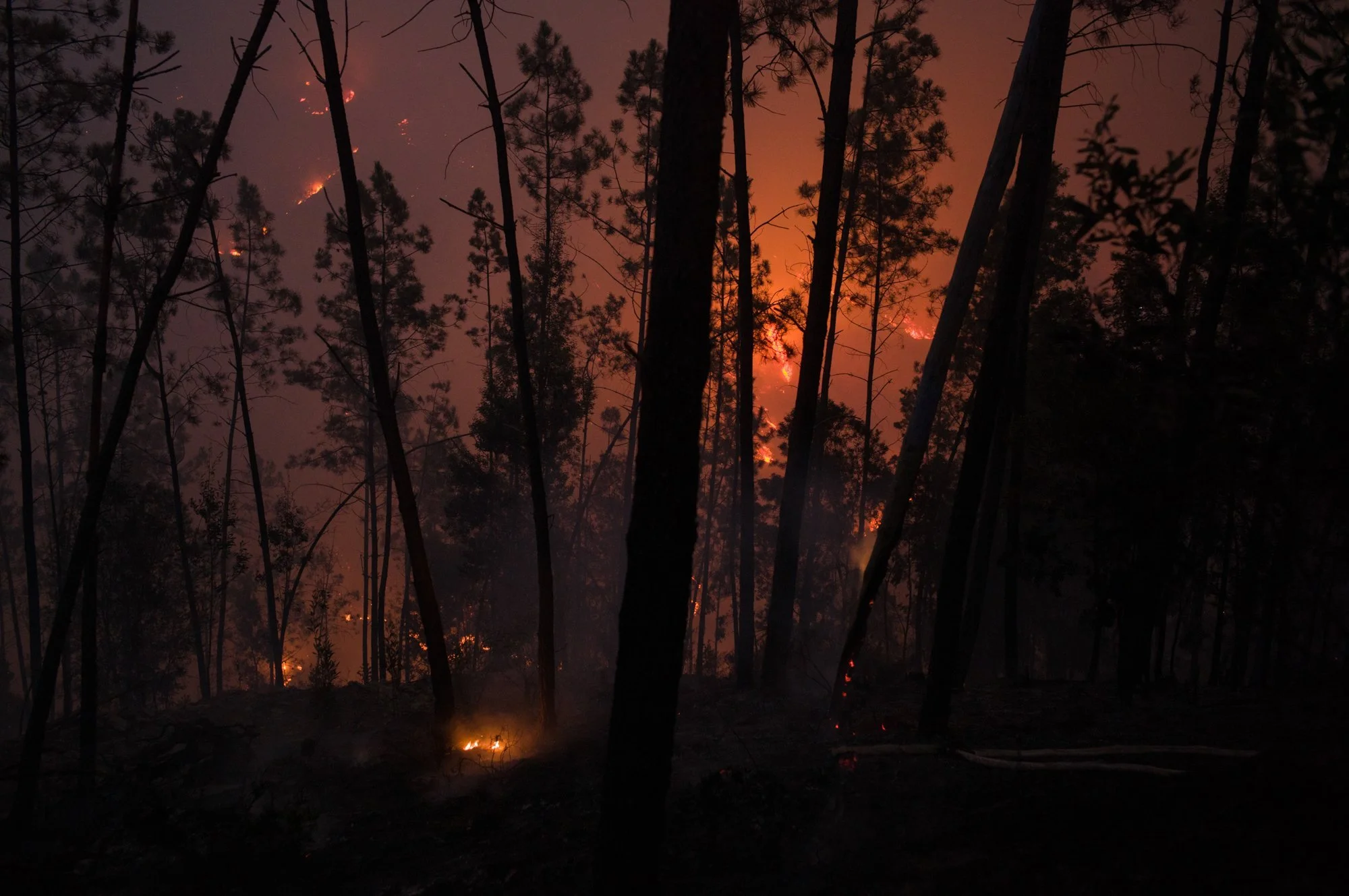 Wildfires_Portugal_Fonseca0058.jpg
