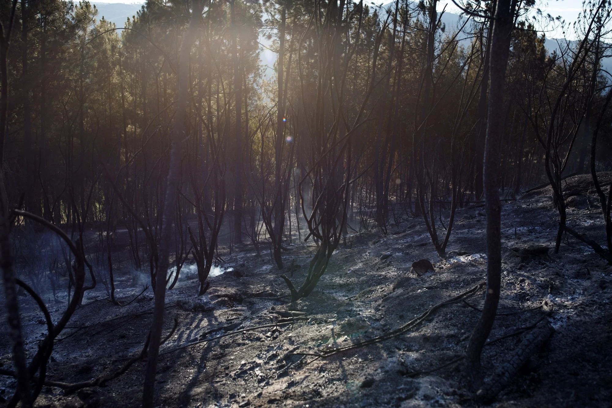fire_fonseca0013.JPG