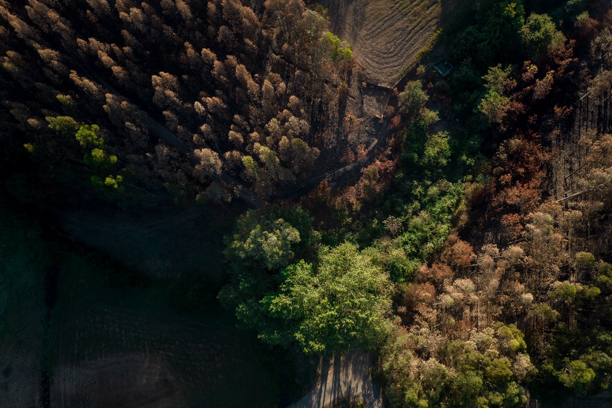 Forrest_Portugal_0051.JPG