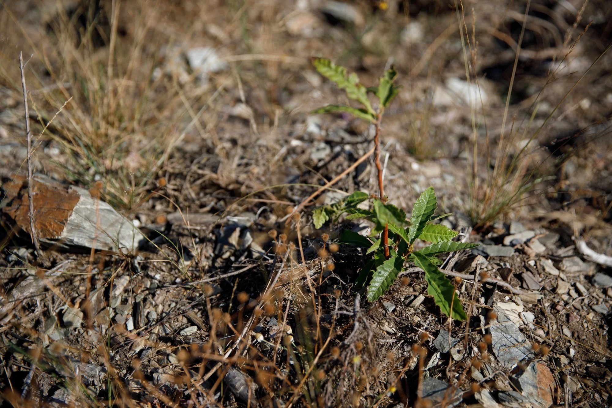 Forrest_Portugal_0013.JPG