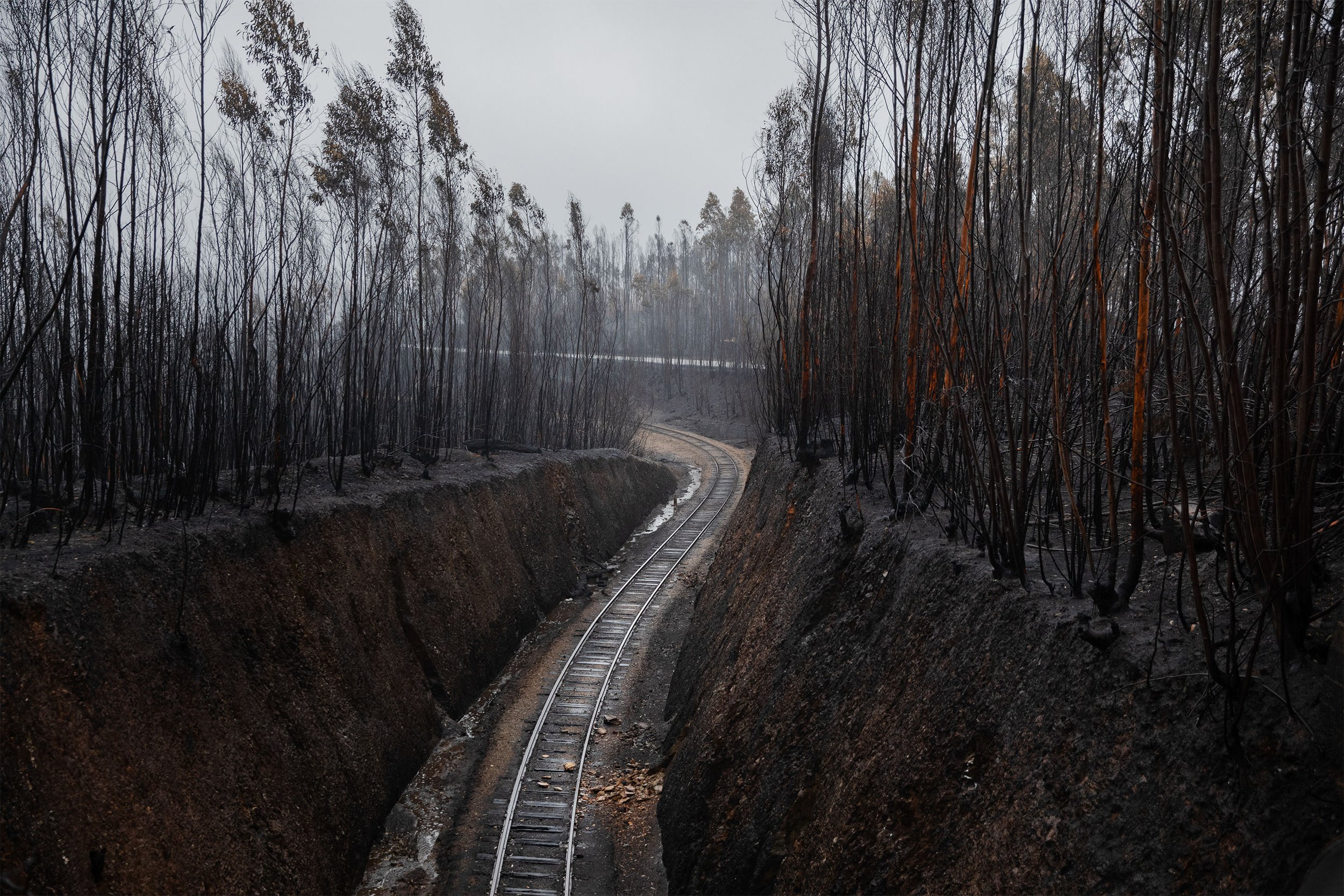 Linha férrea em uma vala ao longo de uma floresta de árvores que parecem ter sido queimadas, com céu nublado ou fumaça no horizonte.