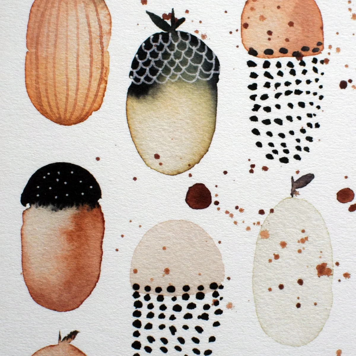 Acorn study 3.jpg