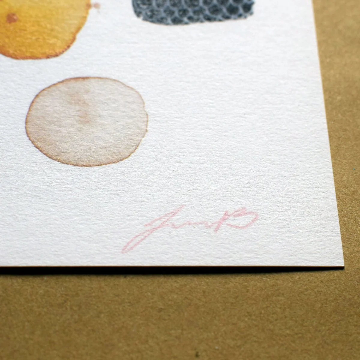 Acorn study 4.jpg