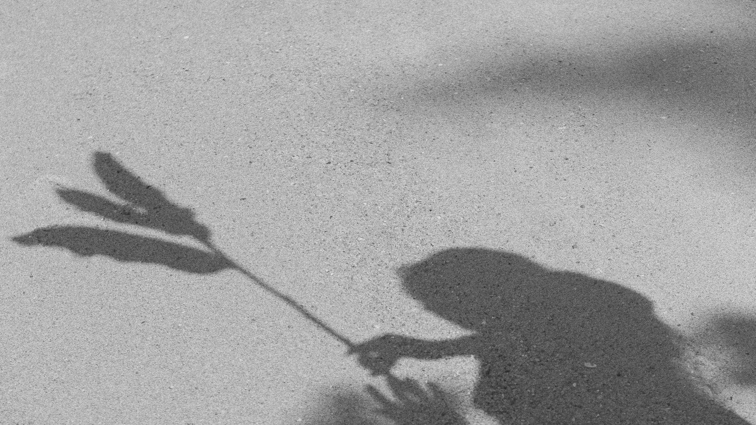 Shadow of a person holding a plant with three leaves, cast on a textured surface.