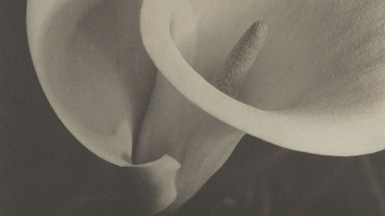 A close-up of a white ceramic toilet showing the bowl, the seat, and the flush mechanism.