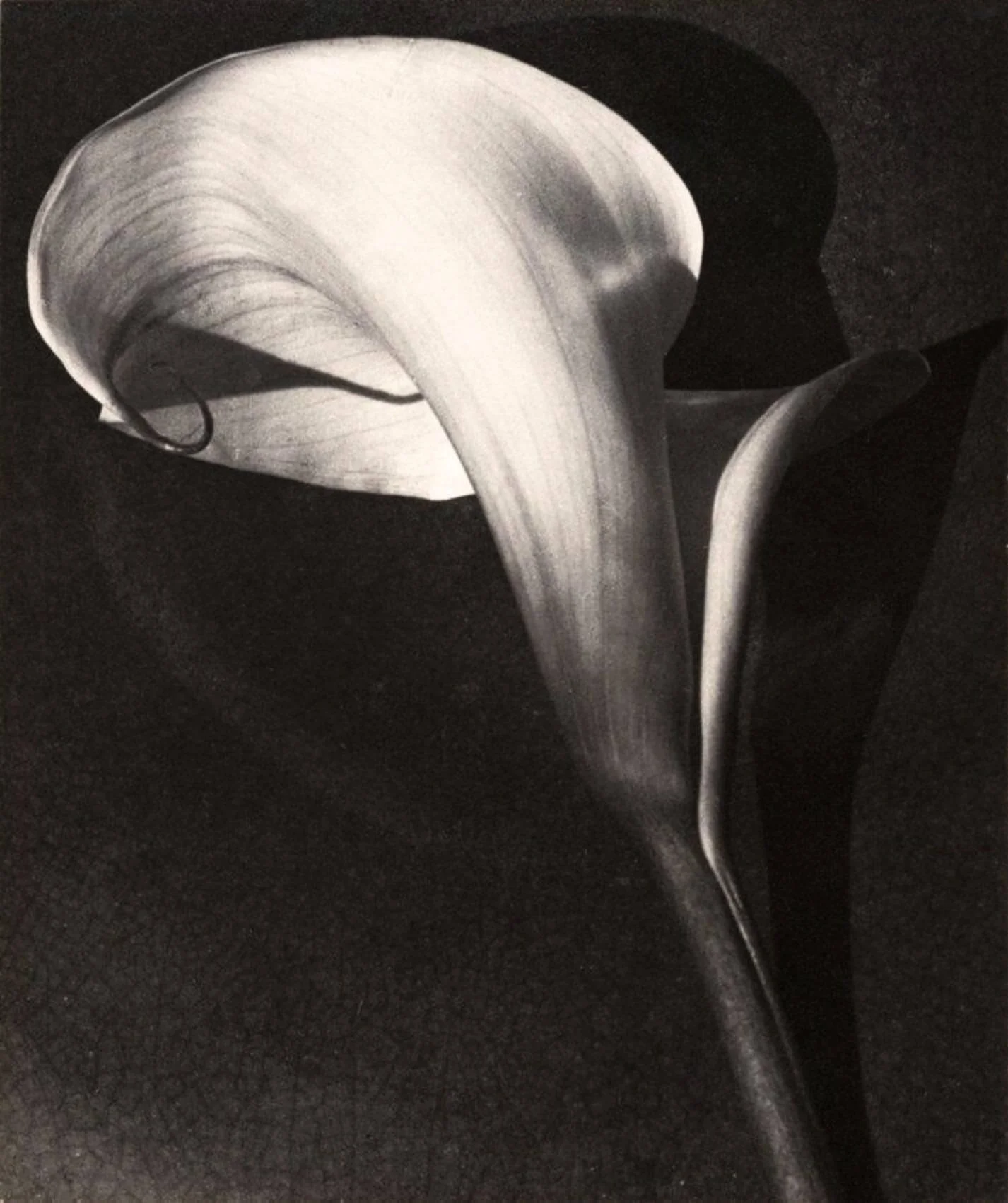 A black and white close-up photograph of a calla lily flower with a dark background.