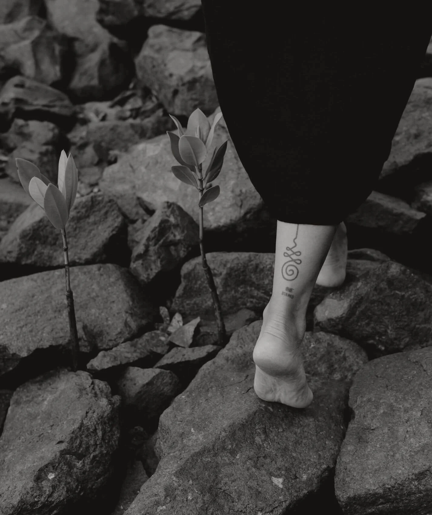 A person standing on rocks, with only one foot visible and a tattoo on the ankle, next to small plants with leaves, in black and white.