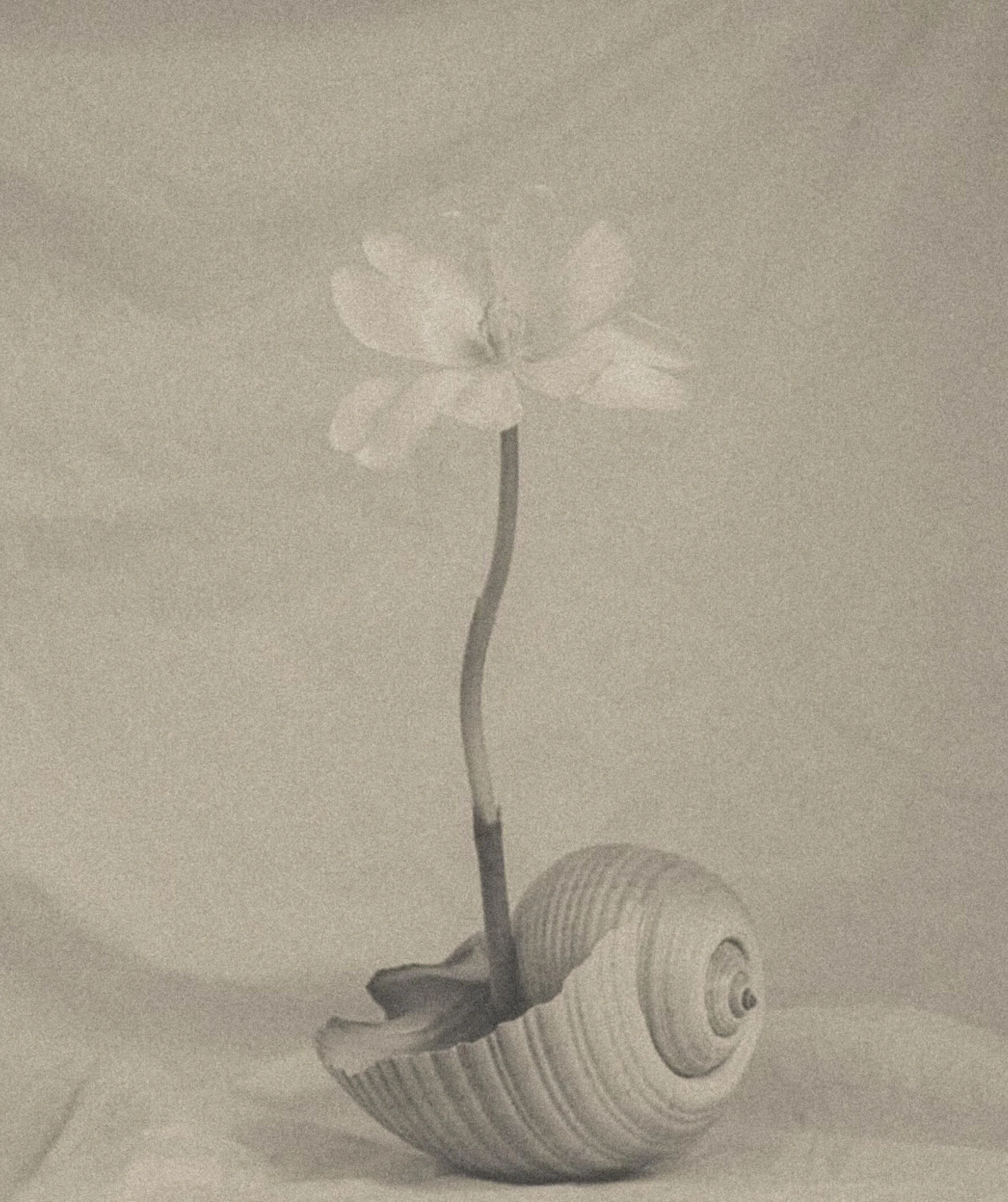 A flower stem emerging from a seashell, creating a surreal composition.