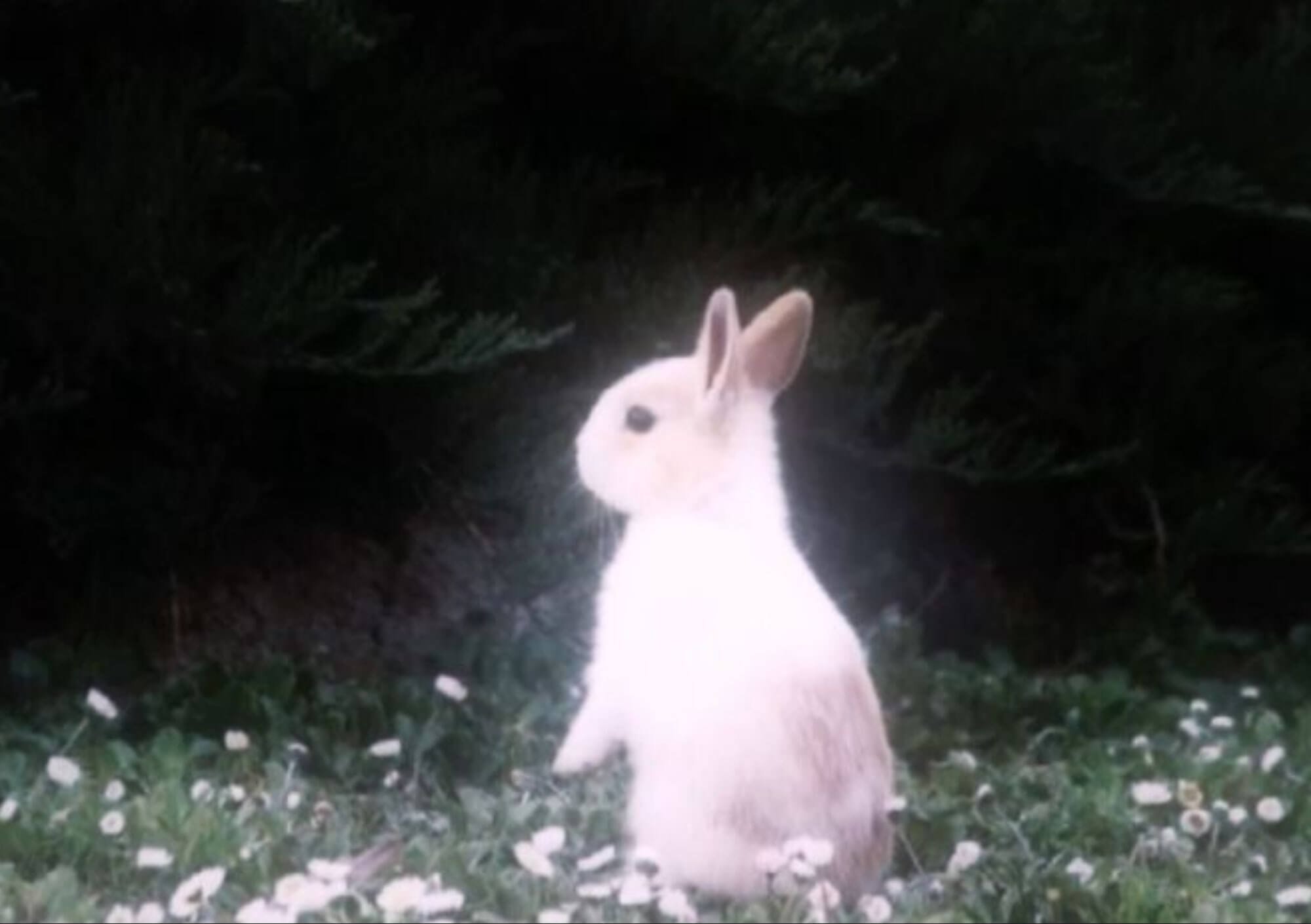 A white rabbit sitting on a grassy patch with small white flowers, surrounded by dark green foliage.