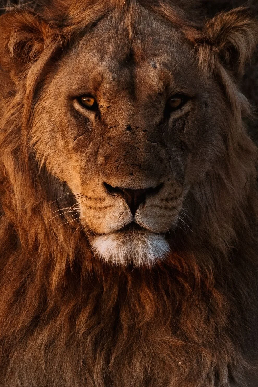 A striking image of a male lion in the soft sunlight