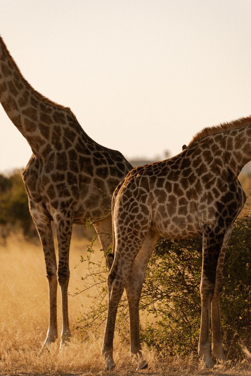 Two giraffes with their long necks in Africa