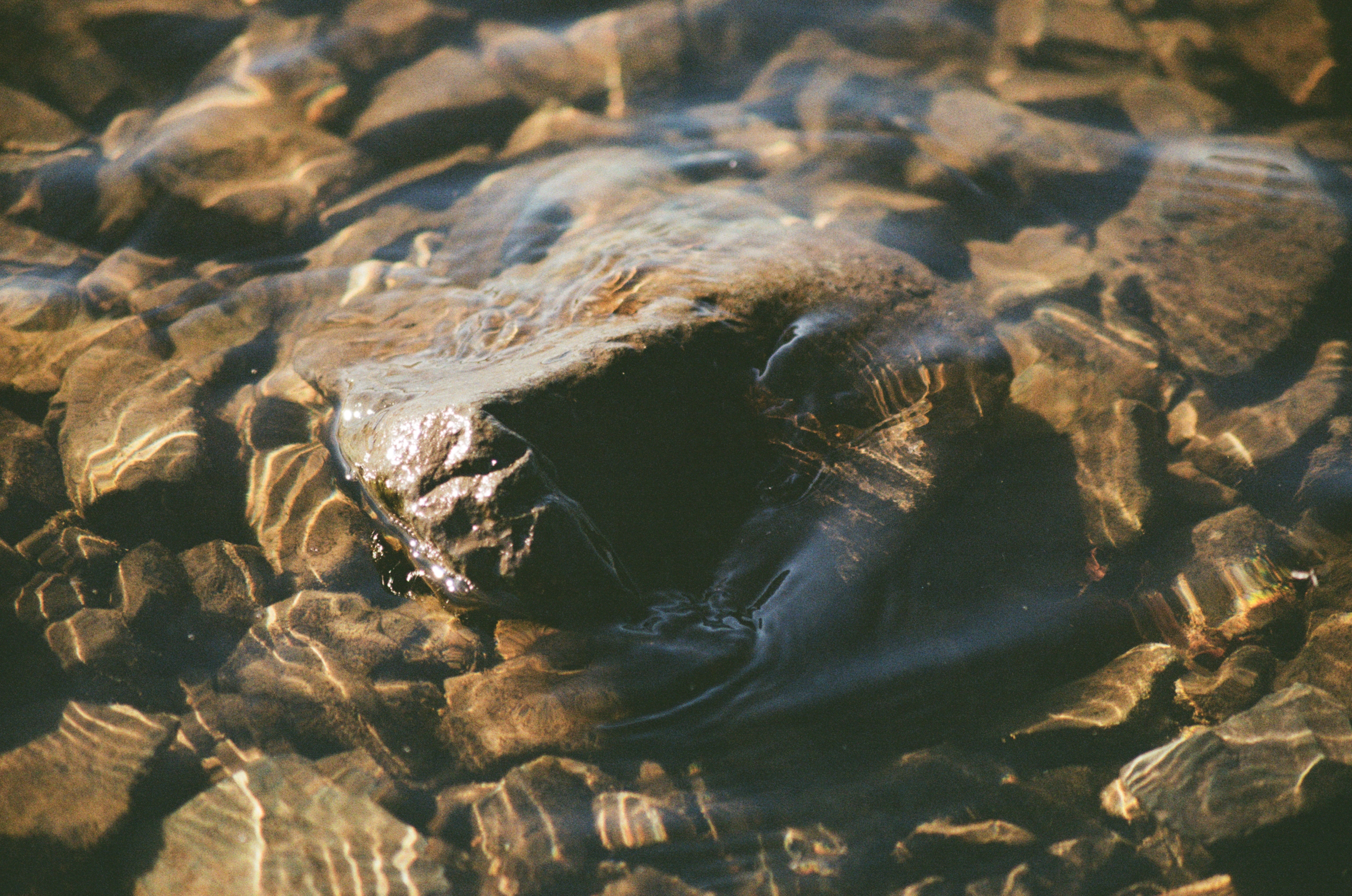 A close-up of a fish partially submerged in clear water over a bed of rocks.