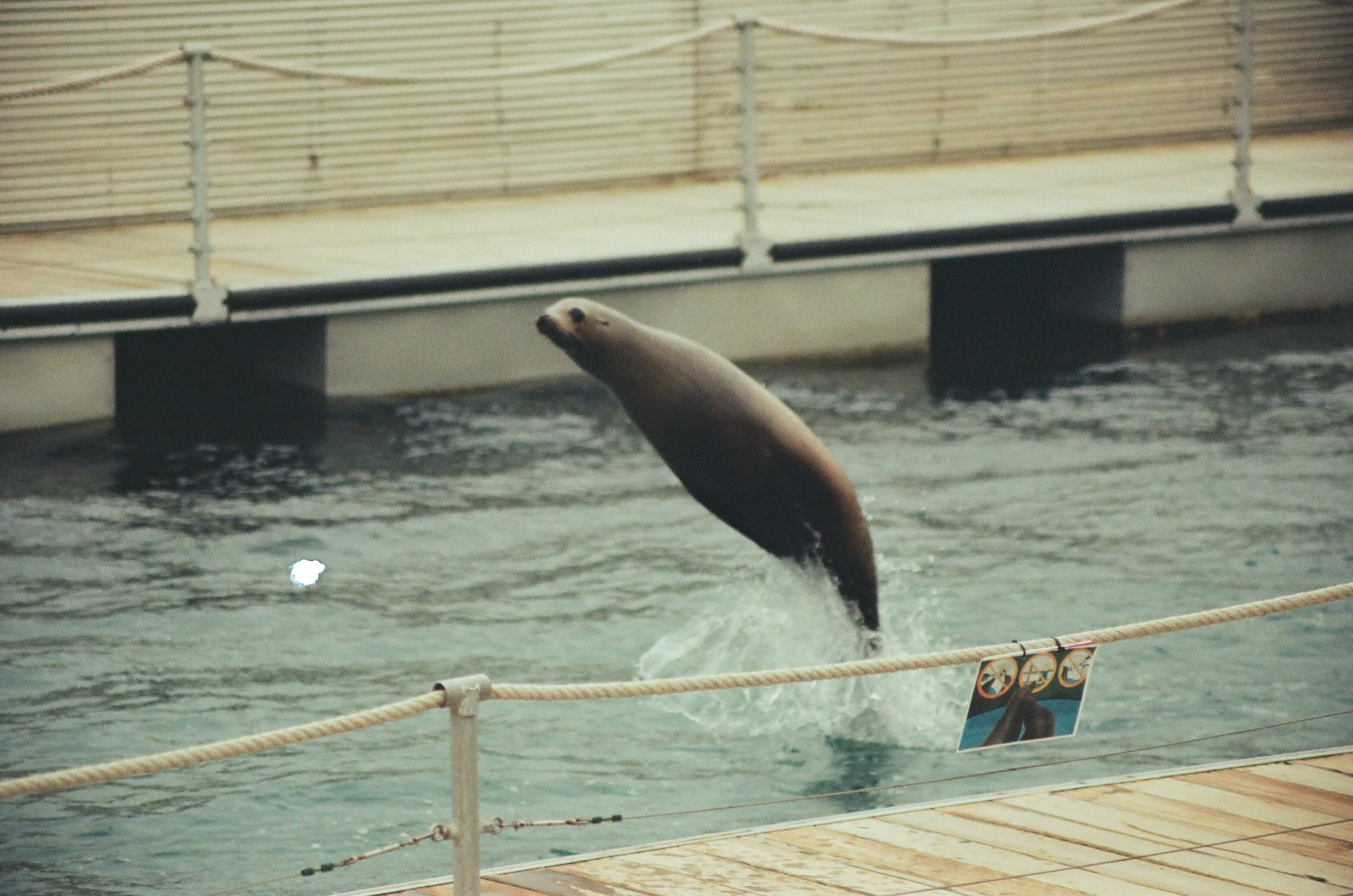 Sea lion jumping out of pool, with wooden deck and safety sign in foreground.