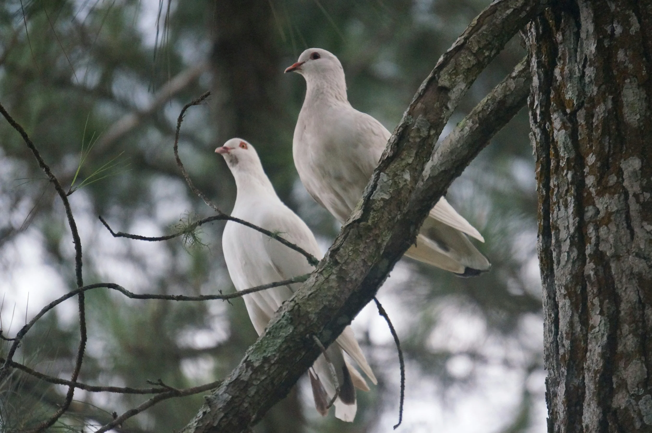 Two doves in a tree to signify peace