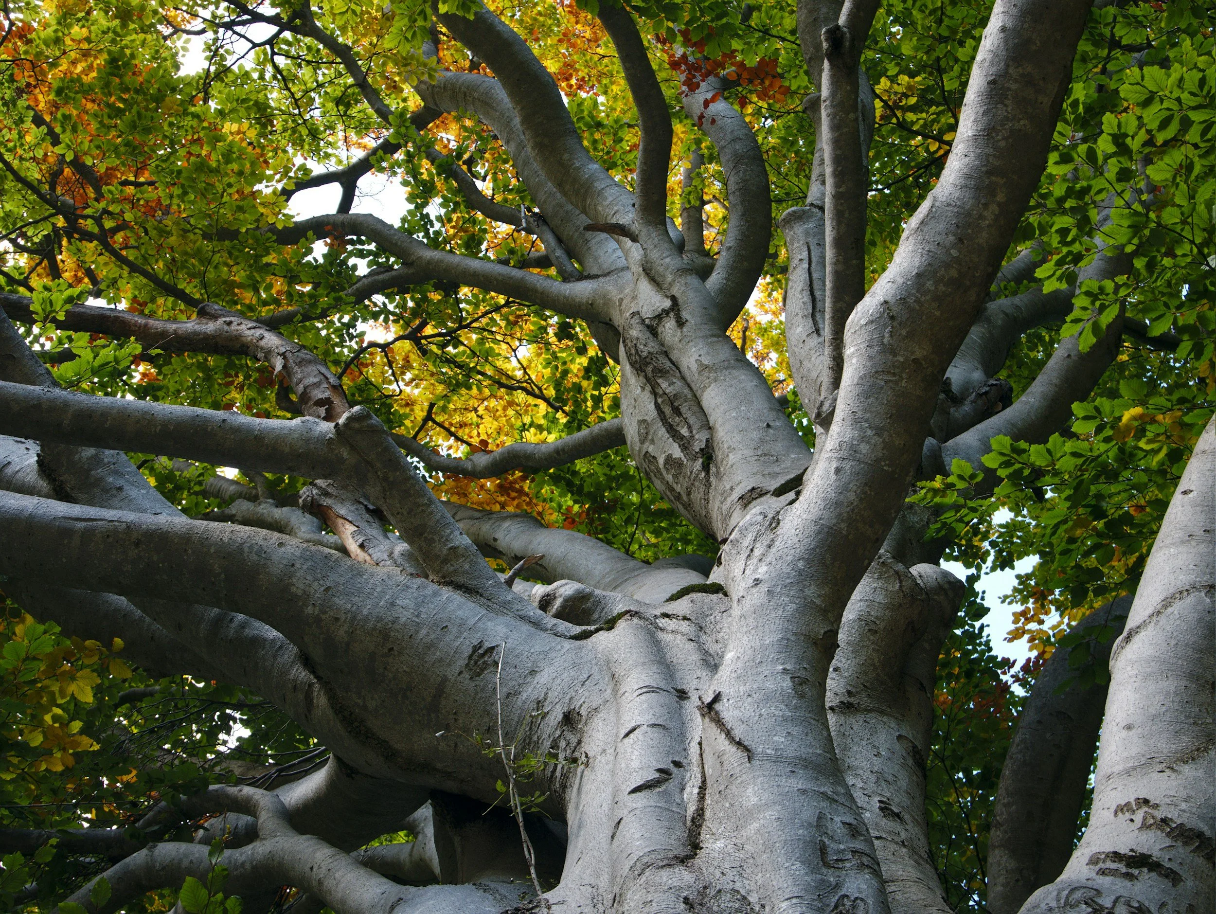 Looking up into the crown of a large tree from ground level showing the large intertwined branches