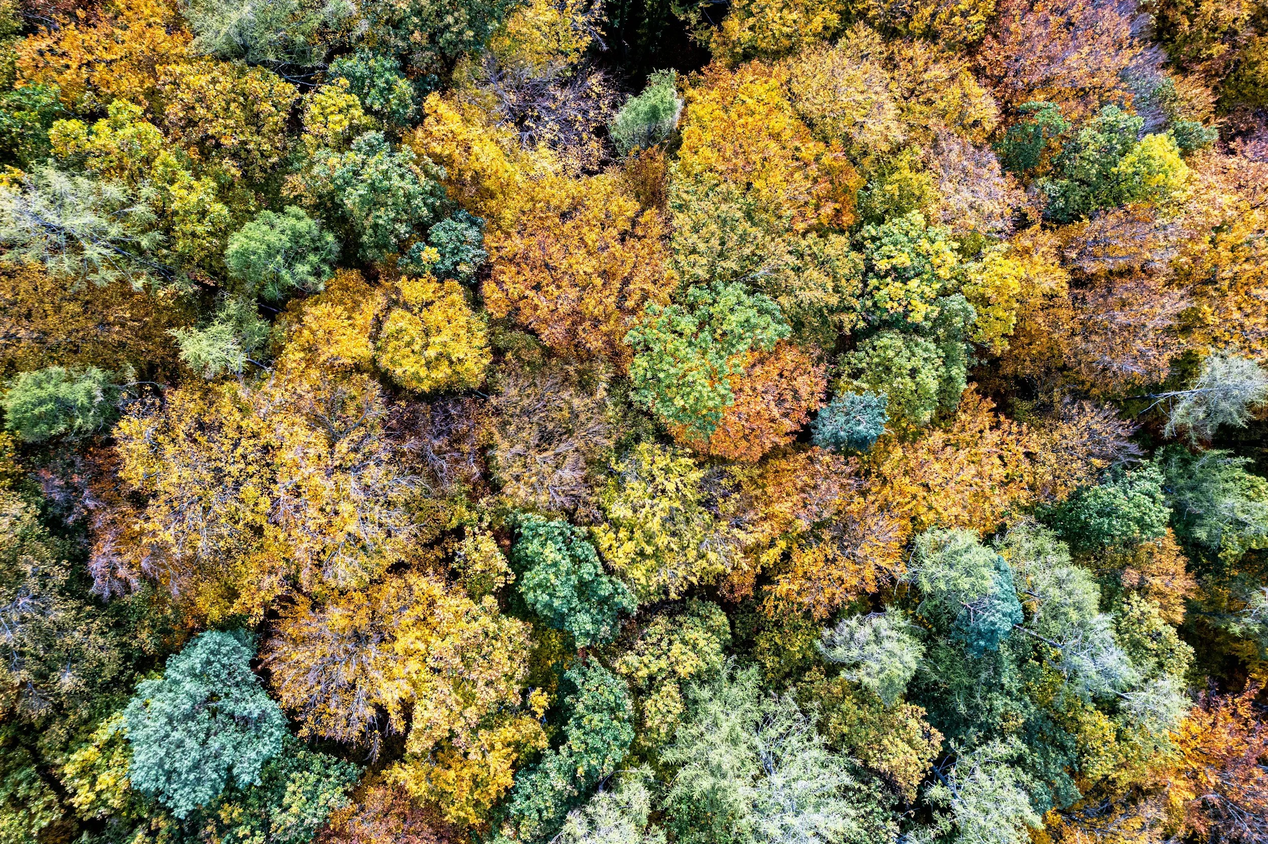 aerial view of trees in  Autumn showing a range of yellow and green leaves