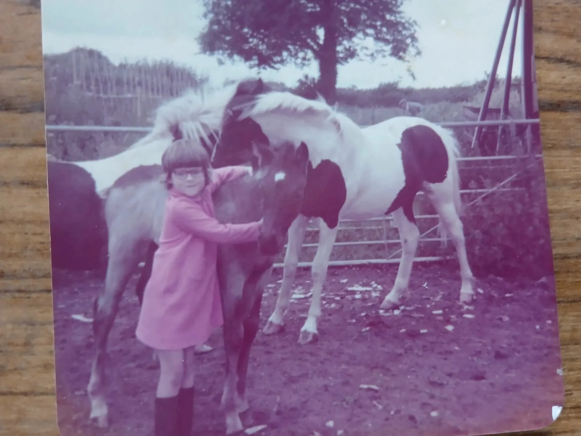 A blurry photograph of Helen aged around 6 with a piebald pony and foal with a farm gate in the background