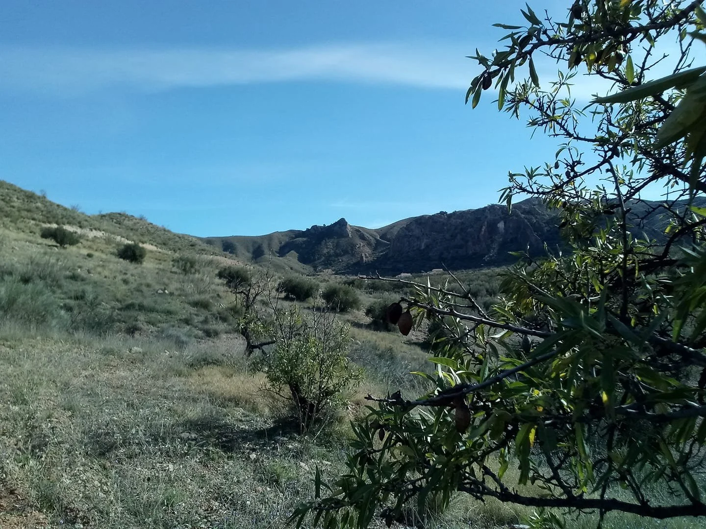 Olive groves dotting a rocky hillside with an outcrop in the background and blue skies
