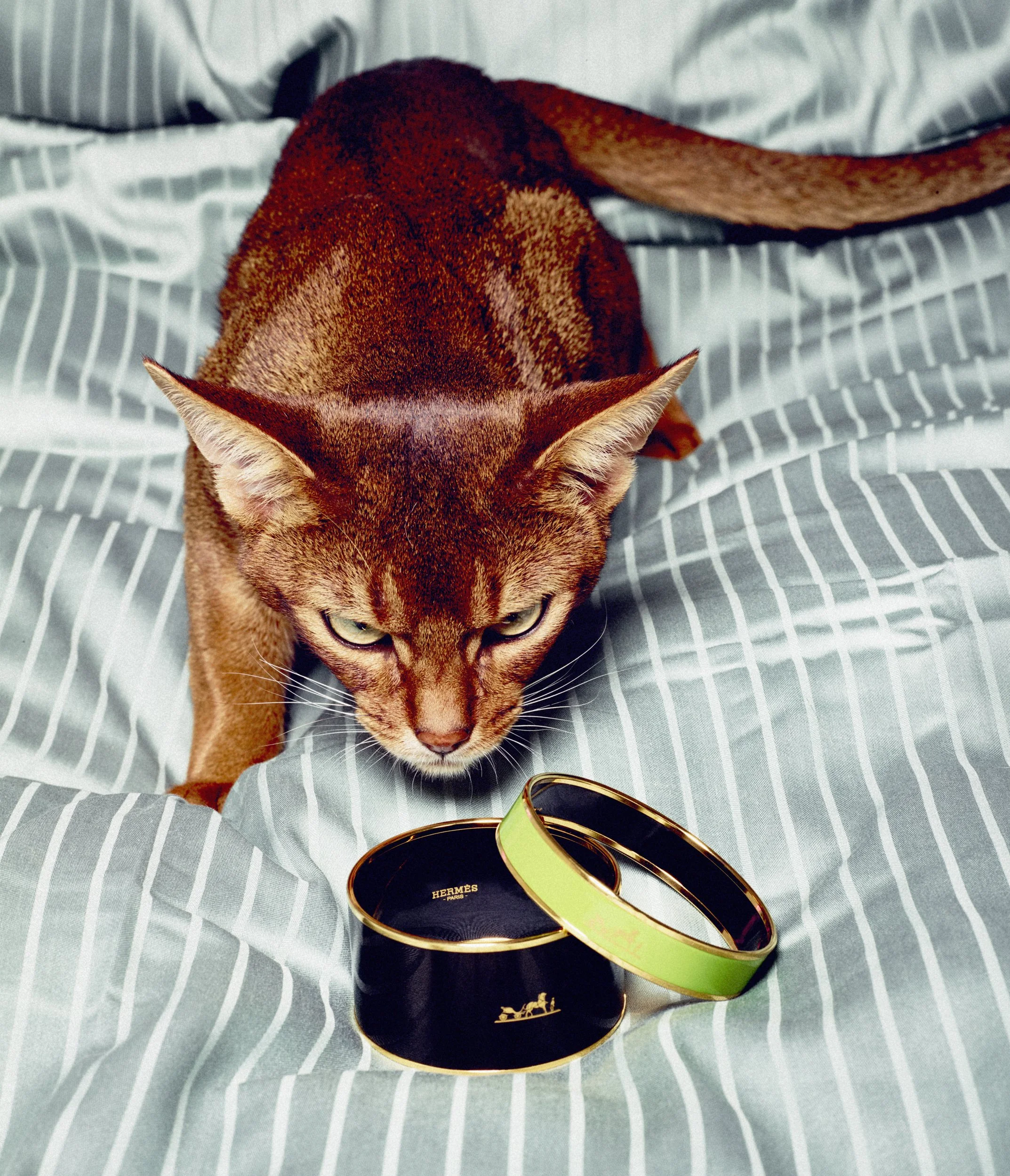 Katt PS _12.06.201670384.jpg