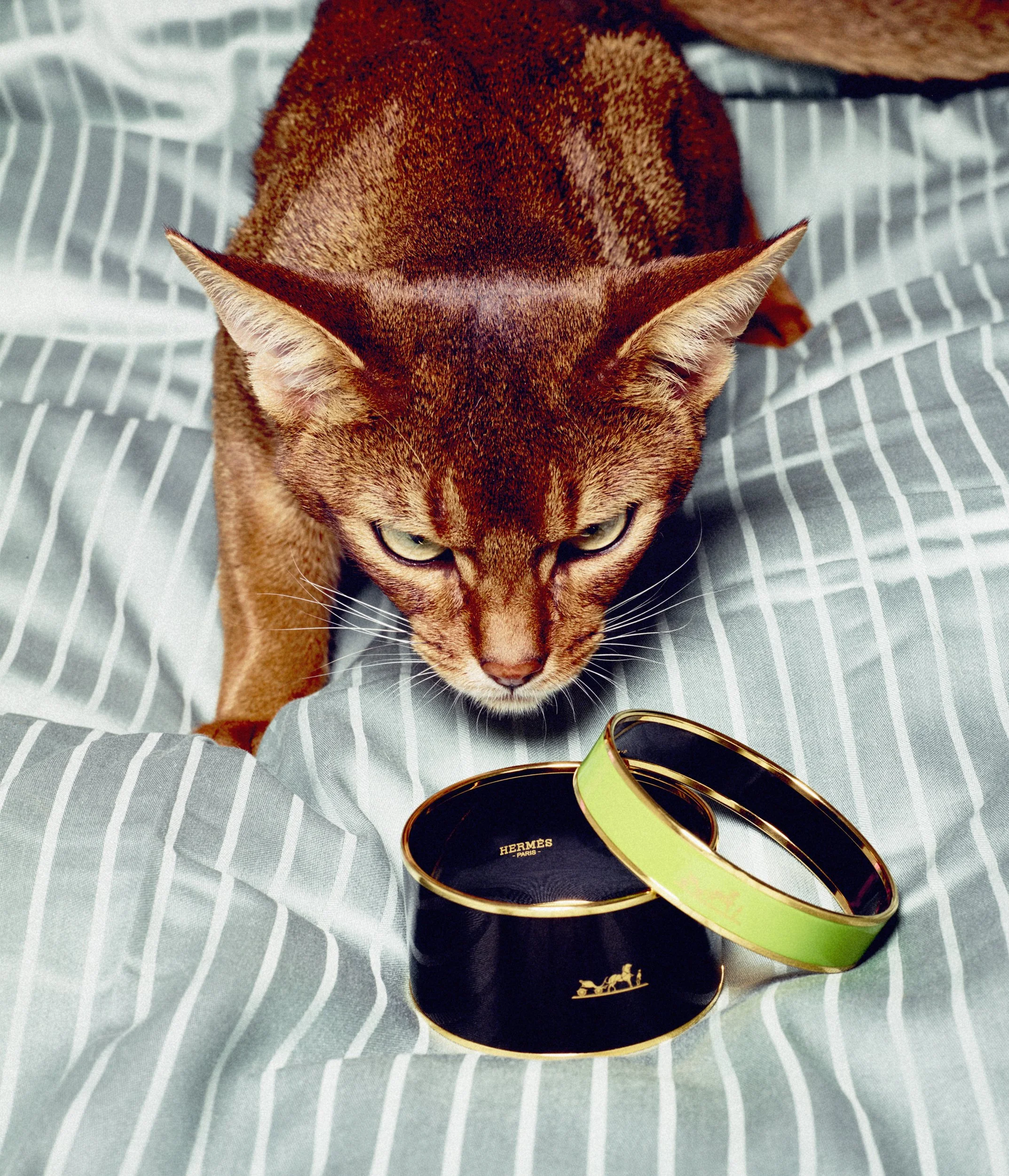 PS Cats in the Cradle