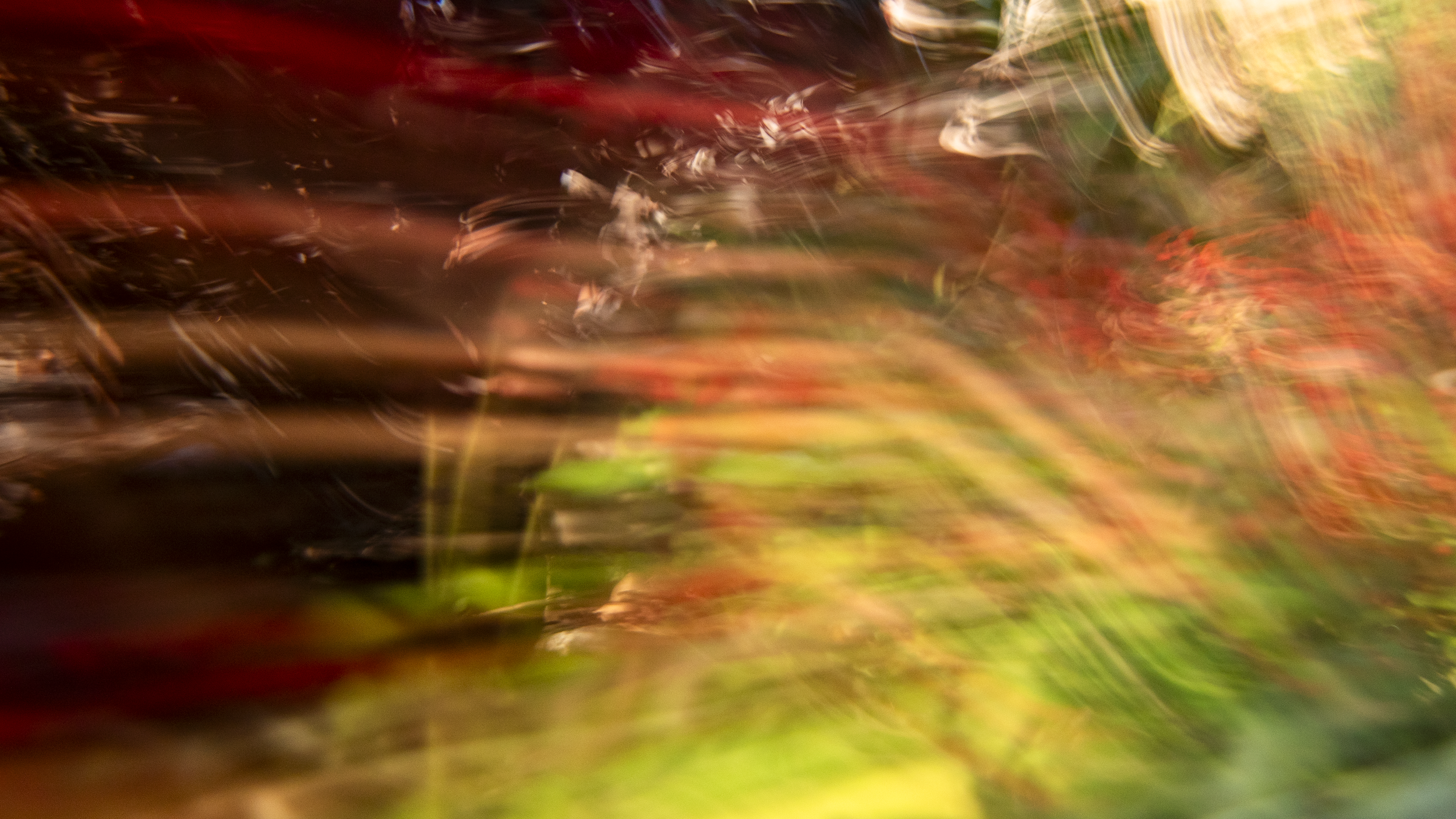 A Study of flora110625110 copy.png