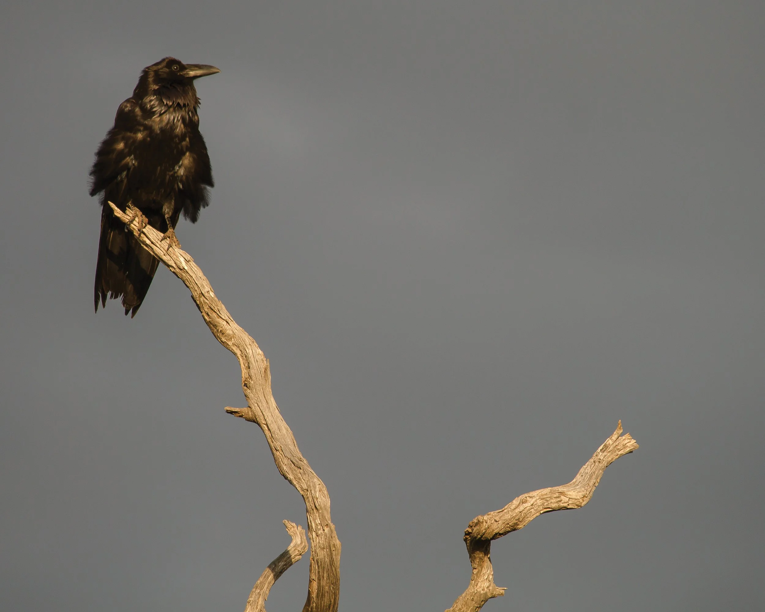 Crow 1 for print.jpg